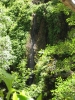 PICTURES/Tonto Natural Bridge/t_Waterfall and Ferns.JPG